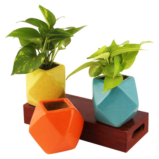 Leafy Tales Polygon Shape Ceramic Pot