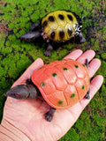 27june Artificial Marine Animal Model Turtle Turtle Tortoise Kids Toy Doll Early Education Perception Teaching Aids Landscape Furnishing Articles