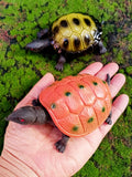 Artificial Marine Animal Model Turtle Turtle Tortoise Kids Toy Doll Early Education Perception Teaching Aids Landscape Furnishing Articles