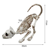 1707BA Good Halloween Skeleton Cat  Realistic Looking Eye-catching Halloween Decoration  Crouching Cat Skeleton Creepy Animal Bones