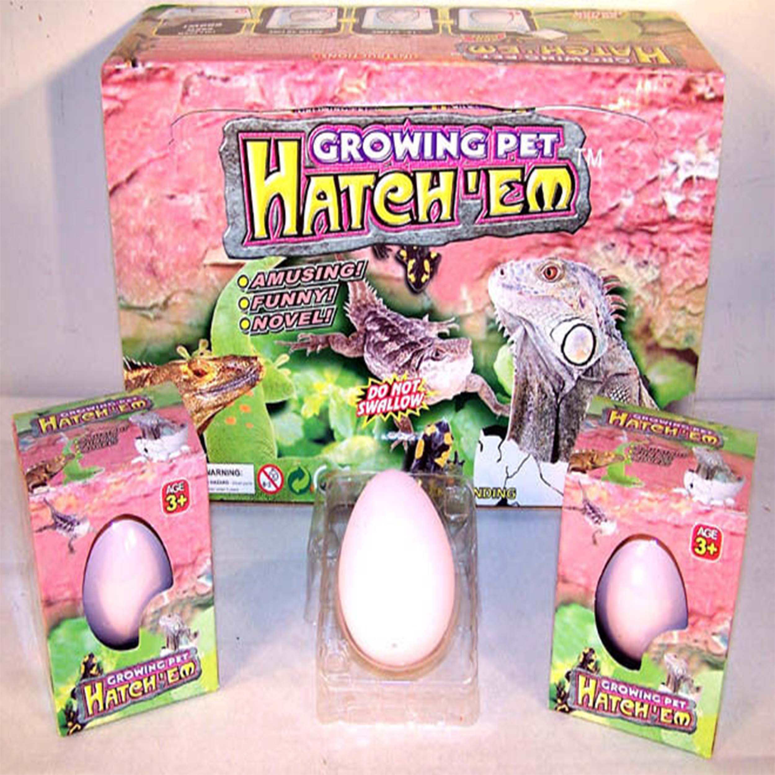 Growing Lizard Eggs Watch as the Lizard Breaks Out of the Egg ...