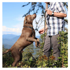 Large And Medium-Sized Dog Nylo Reflect Leash - Nylon Dog Leash with Reflective Threads for Large and Medium-Sized Dogsn Leash With Reflective Threads