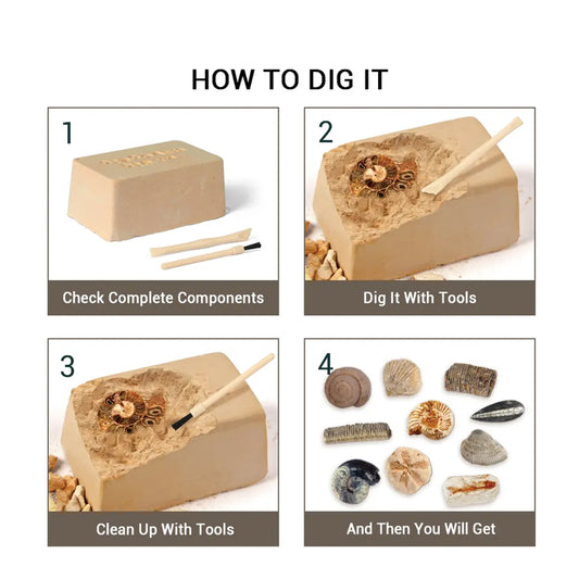 Sea Fossil Dig Educational Kit