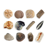 Sea Fossil Dig Educational Kit