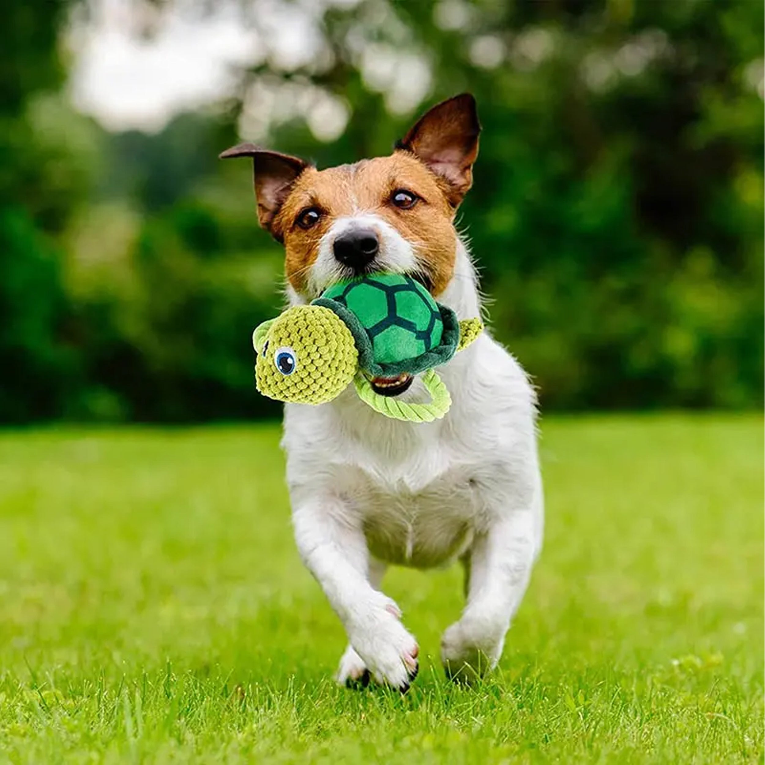 Turtle Pet Supplies - Vocal Bite-Resistant Stuffed Squeaky Dog Chew Toy for Endless Playtime Fun