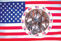 Wholesale USA FOUR WOLVES IN CIRCLE 3' X 5' FLAG (Sold by the piece)