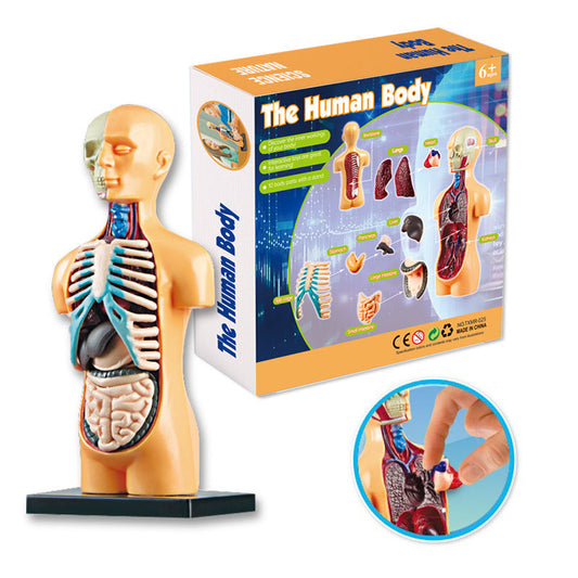 Human Anatomical Body Model