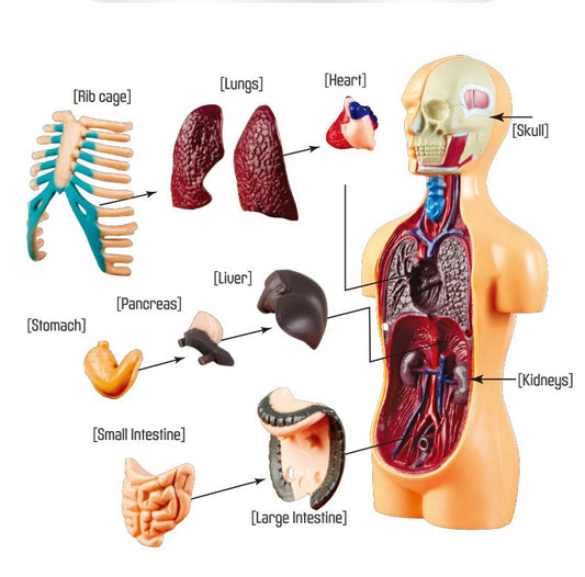 Human Anatomical Body Model