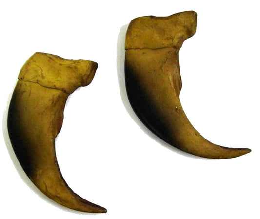Buy LARGE 3 INCH BLACK BEAR CLAW REPLICAS( Sold by the piece or dozenBulk Price