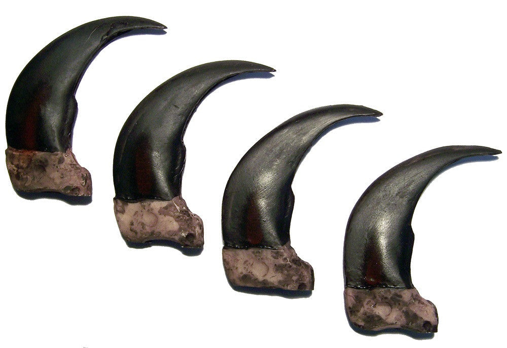 Large 3 Inch Grizzly Bear Claw Replicas In Bulk